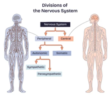 Why Somatic Therapy Works